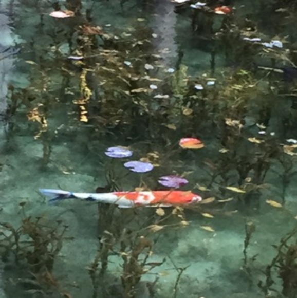 Meet your Posher, Mady - Picture 1 of 1